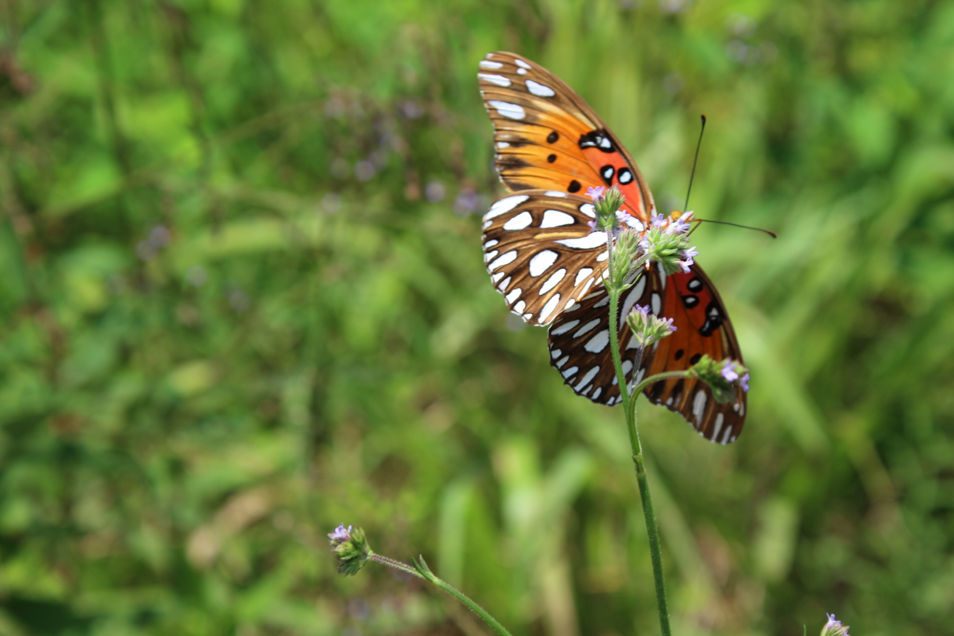 Featured photograph
